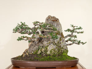 What is Bonsai?