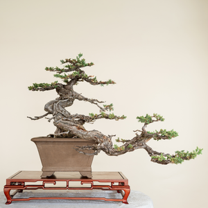 Where to See & Buy Bonsai