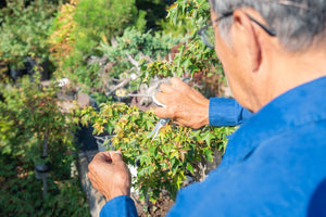 General Bonsai Care Instructions