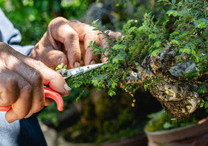 Debunking Common Bonsai Misconceptions