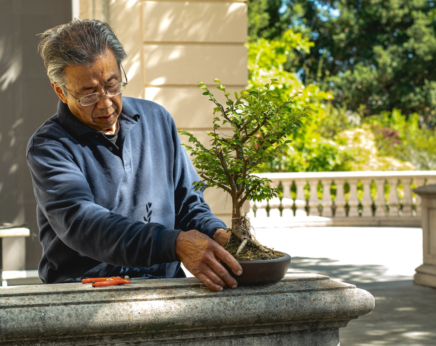 The Benefit of Keeping & Gifting Bonsai