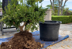 Boxwood Bonsai - Care Instructions