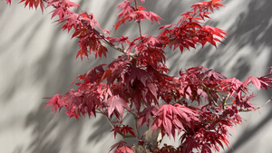 Japanese Maple Bonsai - Care Instructions