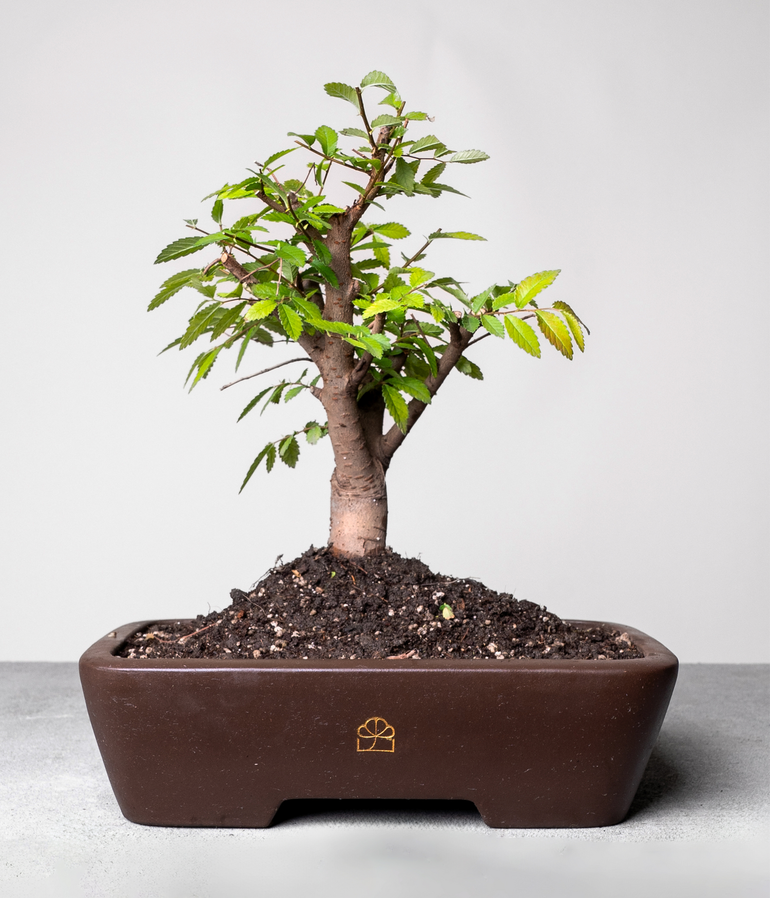 Chinese Lacebark Elm