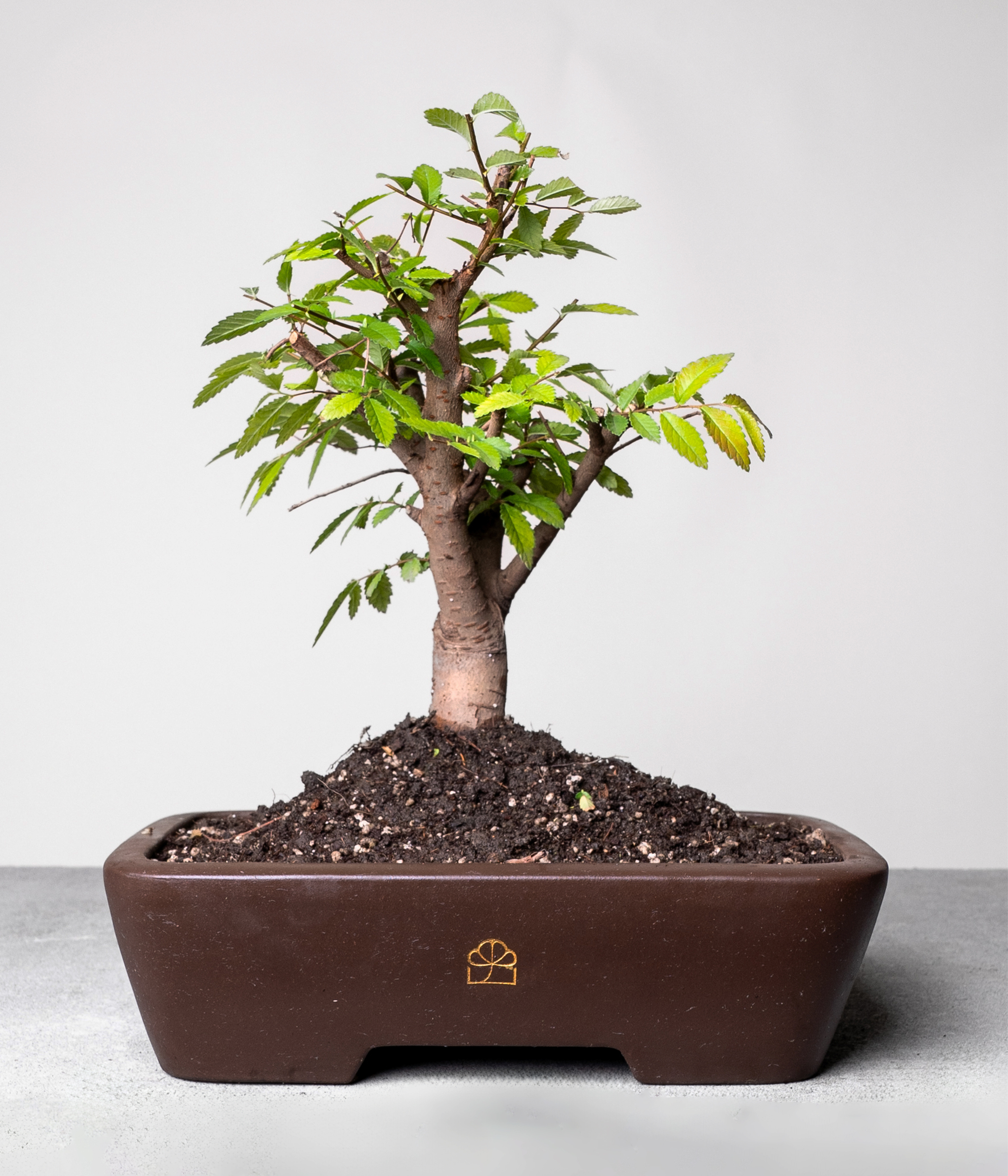 Chinese Lacebark Elm