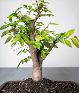 Chinese Lacebark Elm