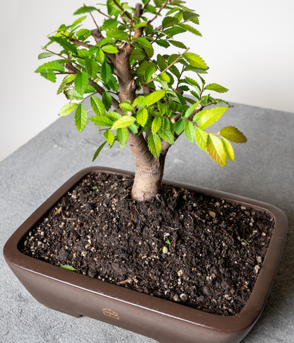 Chinese Lacebark Elm