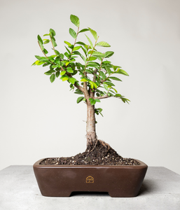 Chinese Lacebark Elm