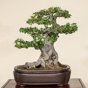 Trident Maple Auction for LA Wildfire Relief