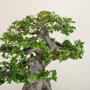 Trident Maple Auction for LA Wildfire Relief