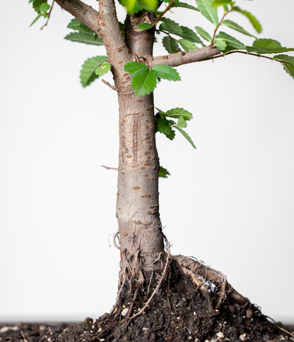 Chinese Lacebark Elm