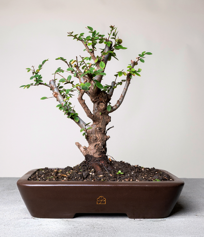 Chinese Lacebark Elm