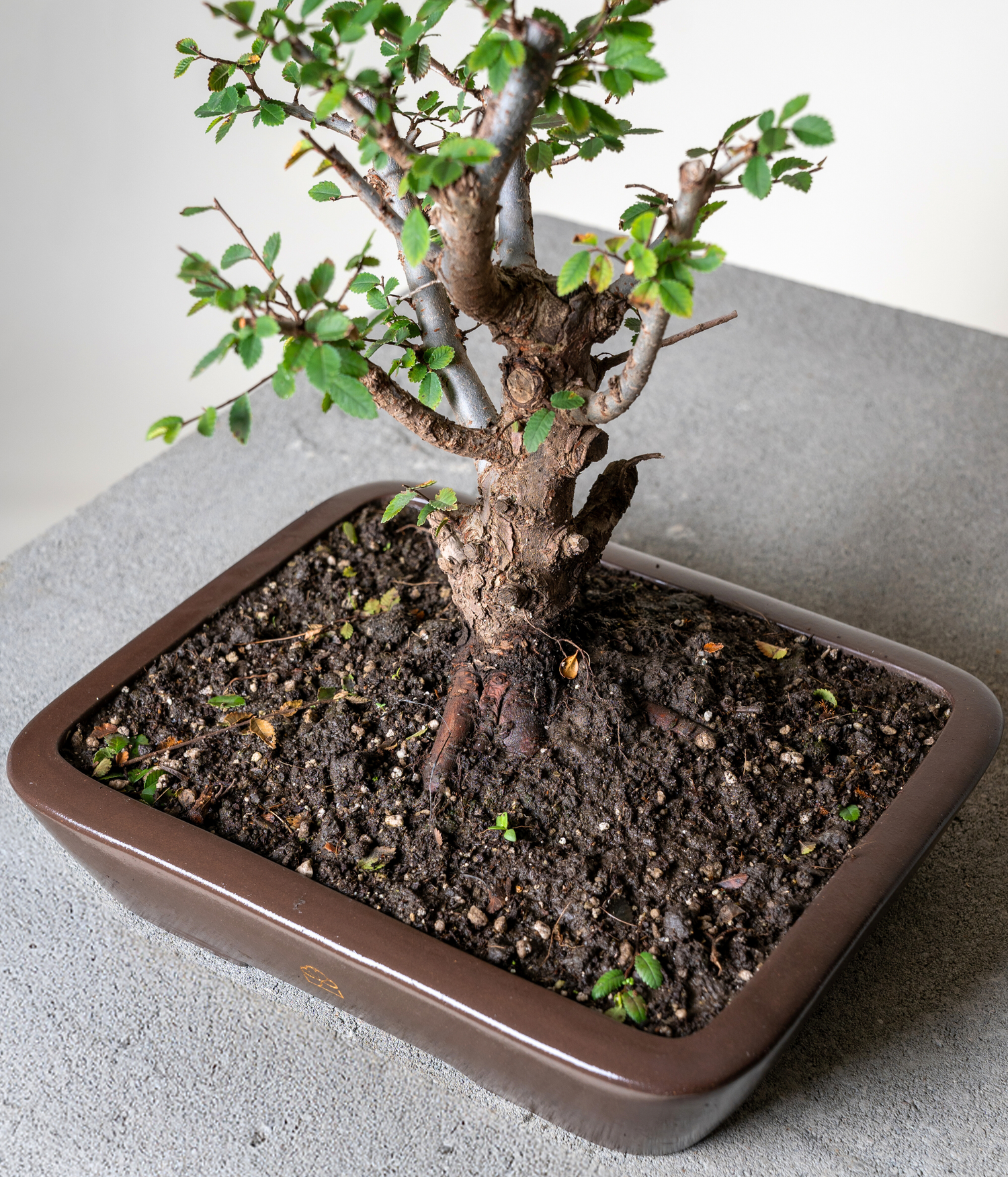 Chinese Lacebark Elm