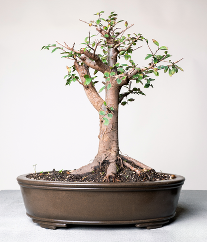 Chinese Lacebark Elm