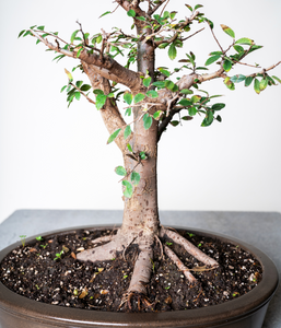 Chinese Lacebark Elm